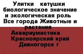 Улитки – катушки: биологическое значение и экологическая роль - Все города Животные и растения » Аквариумистика   . Красноярский край,Дивногорск г.